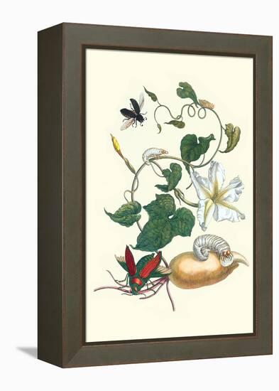 Moonflower with Giant Metallic Ceiba Borer and a Horned Passalus Beetle-Maria Sibylla Merian-Framed Stretched Canvas