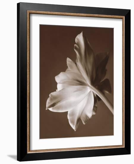 Moonglow Tulip-Rebecca Swanson-Framed Photographic Print