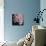 Moonlight & Roses I-Monika Burkhart-Photo displayed on a wall