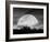 Moonlight Silhouette, Farmington Hills, Michigan '12-Monte Nagler-Framed Photographic Print