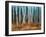 Moonlit Birchwood-Walt Johnson-Framed Art Print