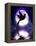 Moonlit Hummingbird-Julie Fain-Framed Stretched Canvas