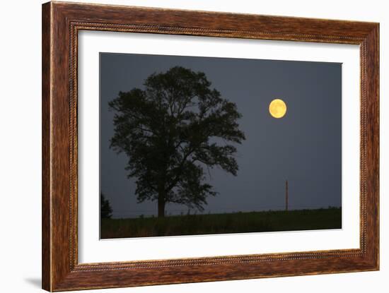Moonrise Lone Tree-Robert Goldwitz-Framed Photographic Print