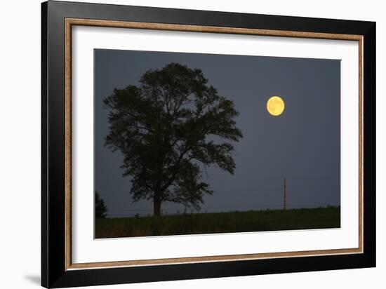 Moonrise Lone Tree-Robert Goldwitz-Framed Photographic Print