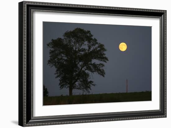 Moonrise Lone Tree-Robert Goldwitz-Framed Photographic Print