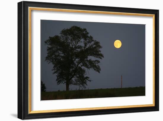 Moonrise Lone Tree-Robert Goldwitz-Framed Photographic Print