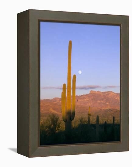 Moonrise Over Saguaro Cactus and Ajo Mountains, Organ Pipe National Monument, Arizona, USA-Scott T. Smith-Framed Premier Image Canvas