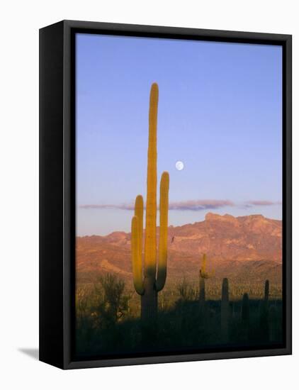 Moonrise Over Saguaro Cactus and Ajo Mountains, Organ Pipe National Monument, Arizona, USA-Scott T. Smith-Framed Premier Image Canvas