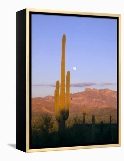 Moonrise Over Saguaro Cactus and Ajo Mountains, Organ Pipe National Monument, Arizona, USA-Scott T. Smith-Framed Premier Image Canvas