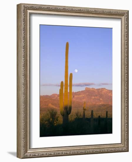 Moonrise Over Saguaro Cactus and Ajo Mountains, Organ Pipe National Monument, Arizona, USA-Scott T. Smith-Framed Photographic Print