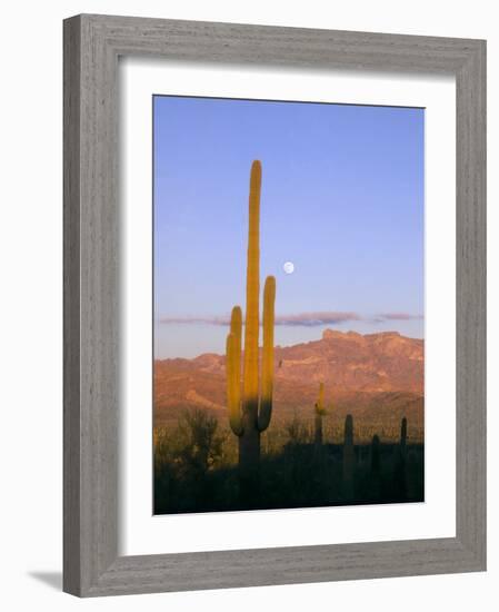 Moonrise Over Saguaro Cactus and Ajo Mountains, Organ Pipe National Monument, Arizona, USA-Scott T. Smith-Framed Photographic Print