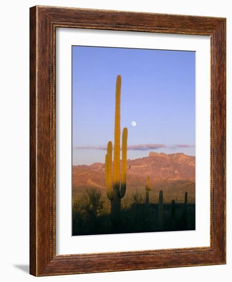 Moonrise Over Saguaro Cactus and Ajo Mountains, Organ Pipe National Monument, Arizona, USA-Scott T. Smith-Framed Photographic Print