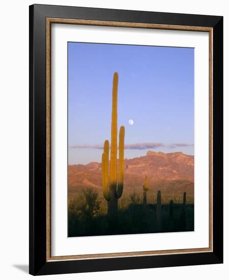 Moonrise Over Saguaro Cactus and Ajo Mountains, Organ Pipe National Monument, Arizona, USA-Scott T. Smith-Framed Photographic Print