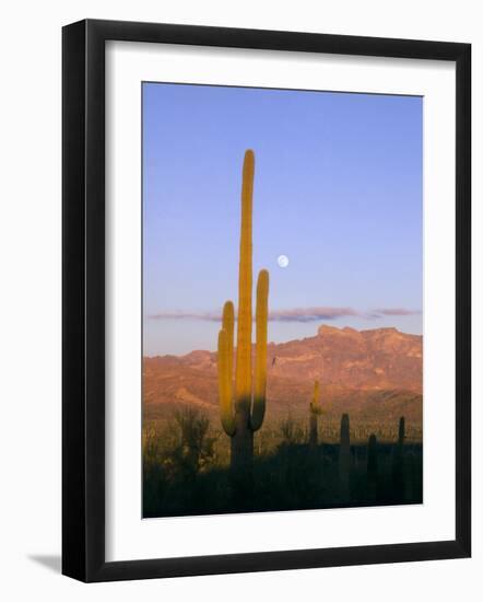 Moonrise Over Saguaro Cactus and Ajo Mountains, Organ Pipe National Monument, Arizona, USA-Scott T. Smith-Framed Photographic Print