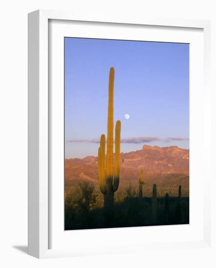 Moonrise Over Saguaro Cactus and Ajo Mountains, Organ Pipe National Monument, Arizona, USA-Scott T. Smith-Framed Photographic Print