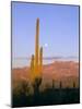 Moonrise Over Saguaro Cactus and Ajo Mountains, Organ Pipe National Monument, Arizona, USA-Scott T. Smith-Mounted Photographic Print