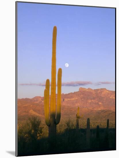 Moonrise Over Saguaro Cactus and Ajo Mountains, Organ Pipe National Monument, Arizona, USA-Scott T. Smith-Mounted Photographic Print