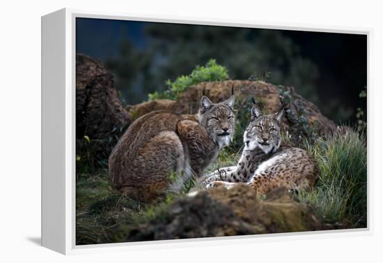 Moonschein Lovers-Gianfranco Barbieri-Framed Premier Image Canvas