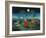 Moonshine Sonata, 2006-Magdolna Ban-Framed Giclee Print