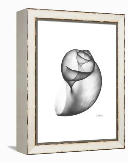 Moonsnail 3-Albert Koetsier-Framed Stretched Canvas