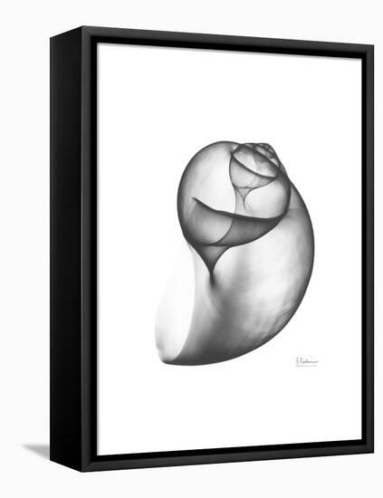 Moonsnail 3-Albert Koetsier-Framed Stretched Canvas