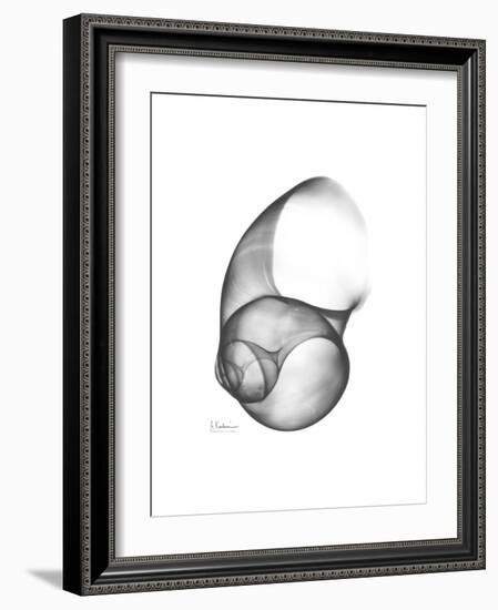 Moonsnail 4-Albert Koetsier-Framed Premium Giclee Print