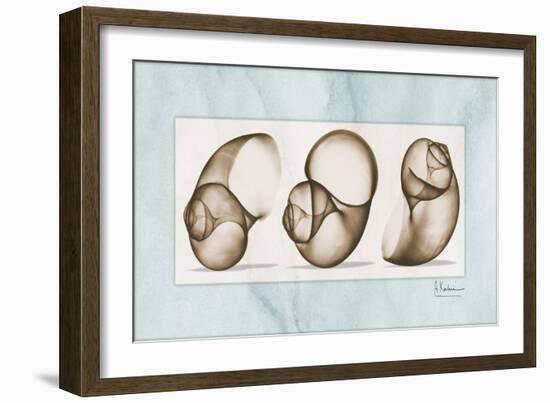 Moonsnails Trio-Albert Koetsier-Framed Art Print