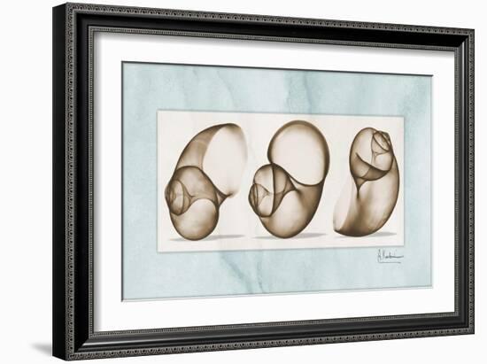 Moonsnails Trio-Albert Koetsier-Framed Art Print