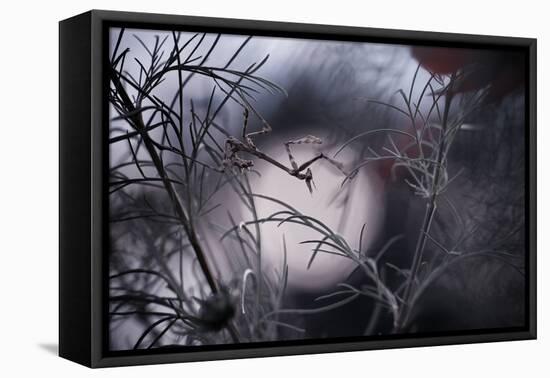 Moonwalker-Fabien Bravin-Framed Premier Image Canvas