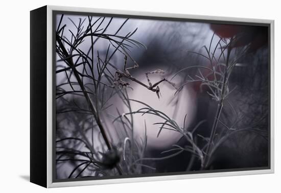 Moonwalker-Fabien Bravin-Framed Premier Image Canvas
