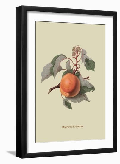 Moor Park Apricot-William Hooker-Framed Art Print