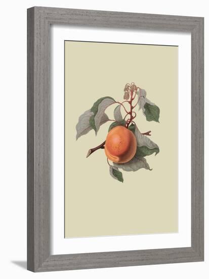 Moor Park Apricot-William Hooker-Framed Art Print