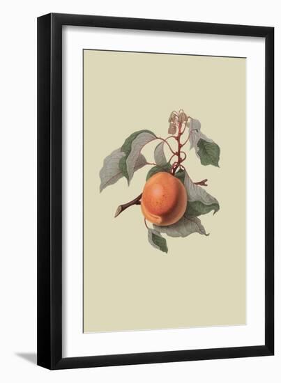 Moor Park Apricot-William Hooker-Framed Art Print