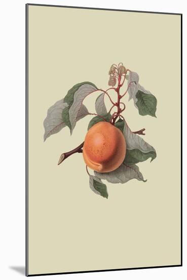 Moor Park Apricot-William Hooker-Mounted Art Print