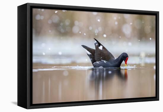 Moorhen on water in falling snow, UK-David Pike-Framed Premier Image Canvas