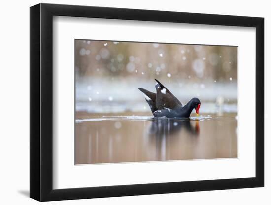 Moorhen on water in falling snow, UK-David Pike-Framed Photographic Print