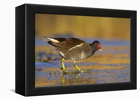 Moorhen Walking on Thin Ice in Early Morning-null-Framed Premier Image Canvas