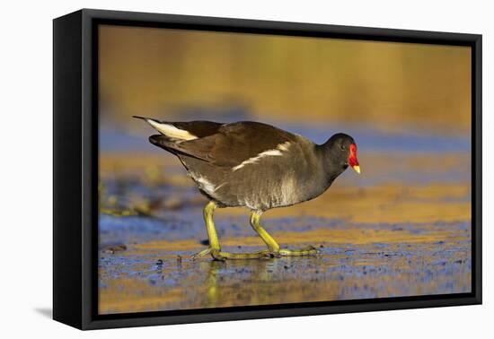 Moorhen Walking on Thin Ice in Early Morning-null-Framed Premier Image Canvas