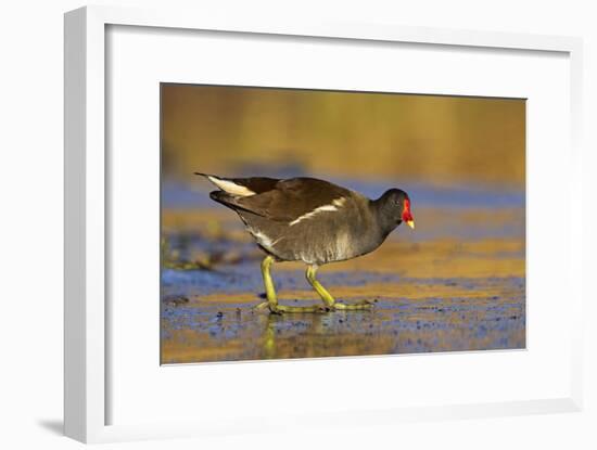 Moorhen Walking on Thin Ice in Early Morning-null-Framed Photographic Print