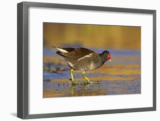 Moorhen Walking on Thin Ice in Early Morning-null-Framed Photographic Print