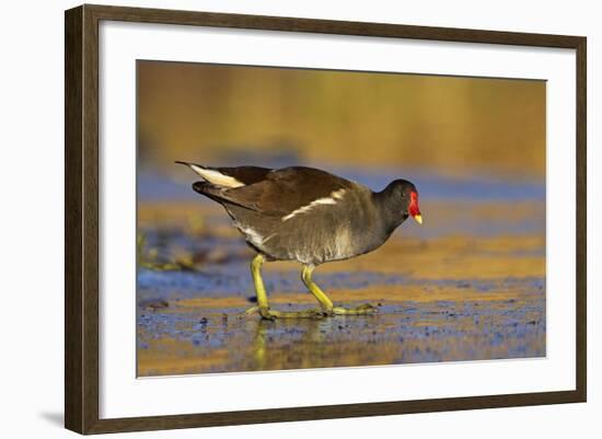 Moorhen Walking on Thin Ice in Early Morning-null-Framed Photographic Print