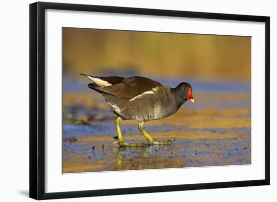 Moorhen Walking on Thin Ice in Early Morning-null-Framed Photographic Print