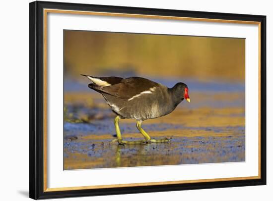 Moorhen Walking on Thin Ice in Early Morning-null-Framed Photographic Print