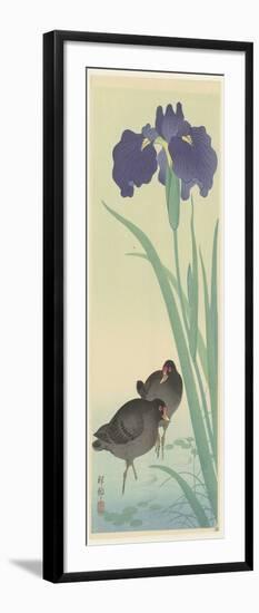 Moorhens an Irises (Colour Woodcut)-Koson Ohara-Framed Giclee Print