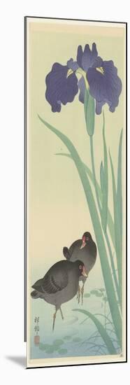 Moorhens an Irises (Colour Woodcut)-Koson Ohara-Mounted Giclee Print