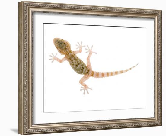 Moorish Gecko Juvenile, Spain-Niall Benvie-Framed Photographic Print