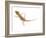 Moorish Gecko Juvenile, Spain-Niall Benvie-Framed Photographic Print