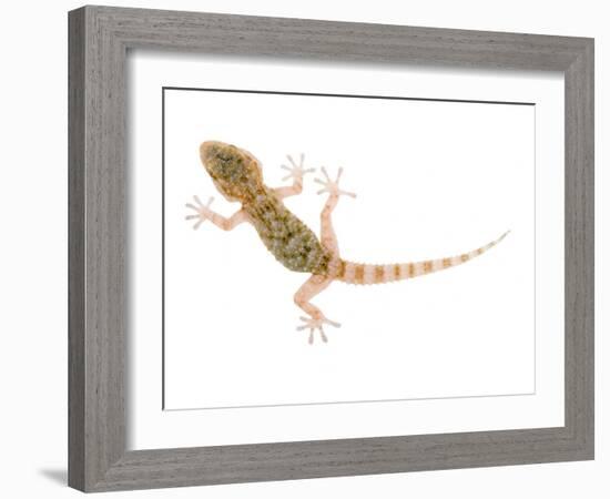 Moorish Gecko Juvenile, Spain-Niall Benvie-Framed Photographic Print