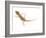 Moorish Gecko Juvenile, Spain-Niall Benvie-Framed Photographic Print