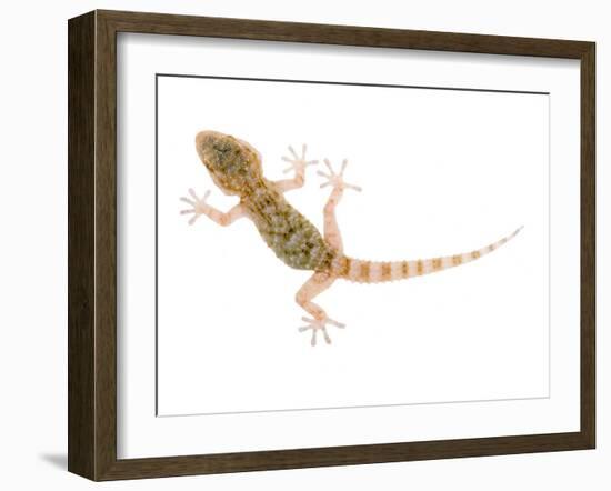 Moorish Gecko Juvenile, Spain-Niall Benvie-Framed Photographic Print